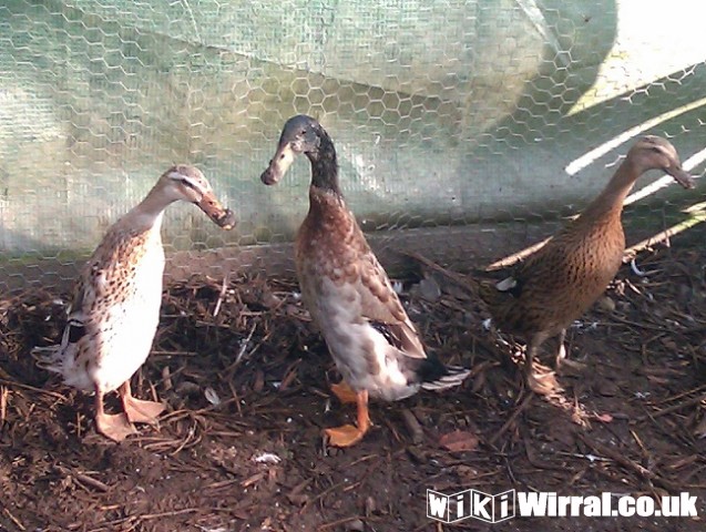 Attached picture Runner Ducks.jpg